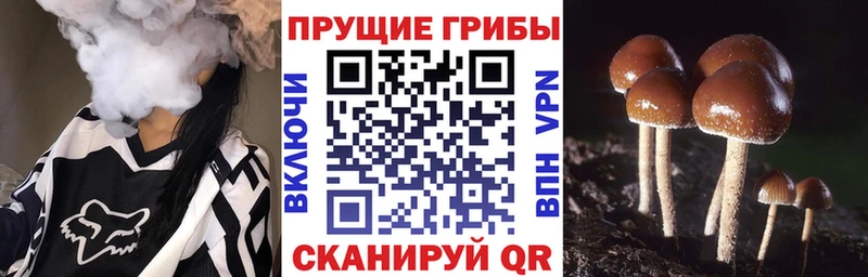 Псилоцибиновые грибы Psilocybine cubensis  Купить  Болгар 
